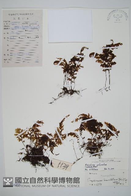 細葉蕗蕨藏品圖，第1張