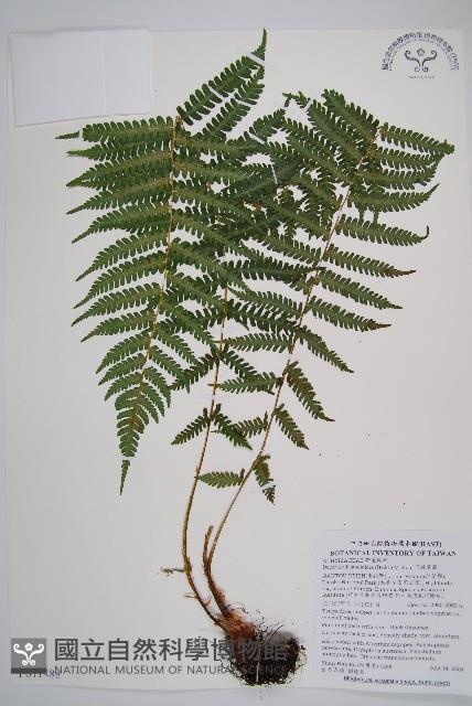 亞蹄蓋蕨藏品圖，第1張