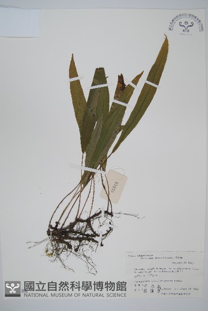 單葉雙蓋蕨藏品圖，第1張