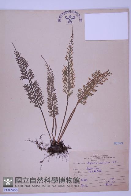 長生鐵角蕨藏品圖，第1張