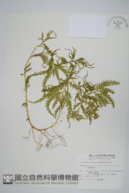 全緣卷柏藏品圖，第1張