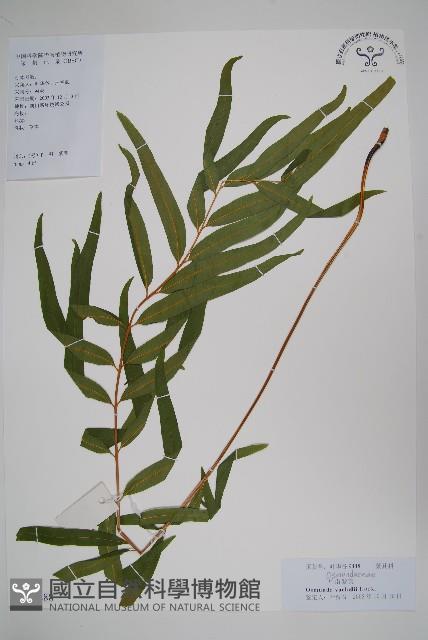 華南紫萁藏品圖，第1張