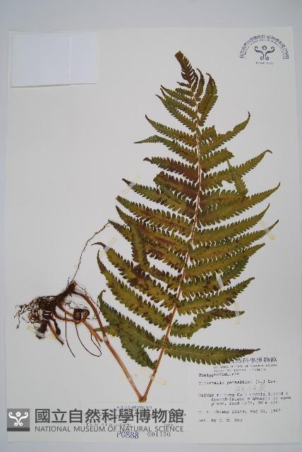 密毛毛蕨藏品圖，第1張