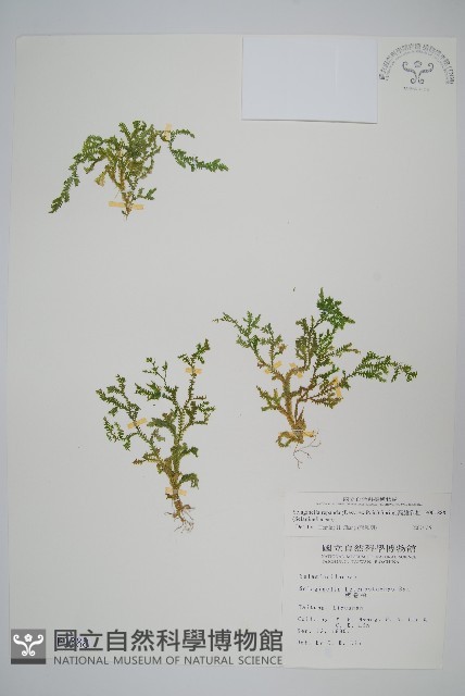 高雄卷柏藏品圖，第1張