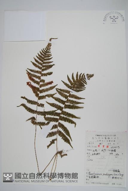 密腺副金星蕨藏品圖，第1張