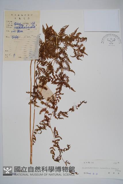 普通針毛蕨藏品圖，第1張