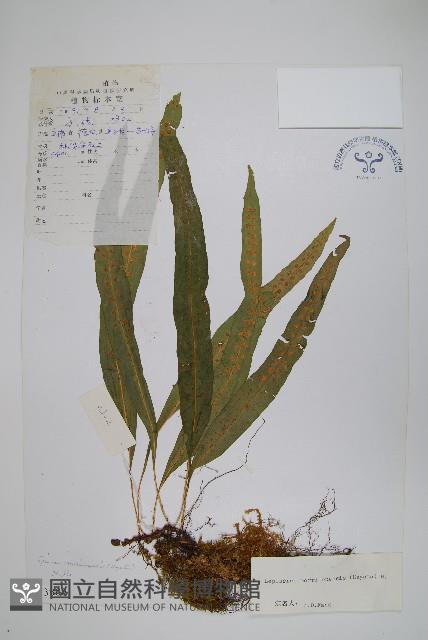 玉山瓦葦藏品圖，第1張