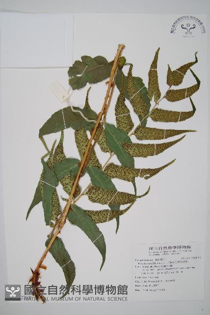 全緣貫眾蕨藏品圖，第1張