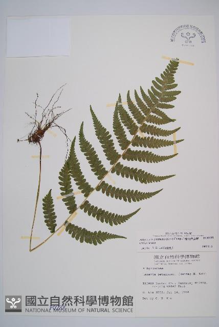 毛軸假蹄蓋蕨藏品圖，第1張