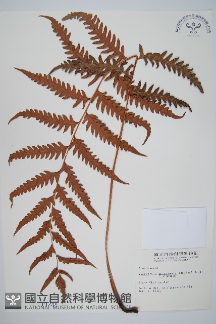 生芽狗脊蕨、頂芽狗脊蕨藏品圖，第1張