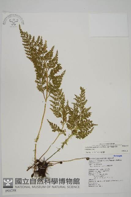 骨碎補鐵角蕨藏品圖，第1張