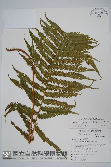 密毛毛蕨藏品圖，第1張