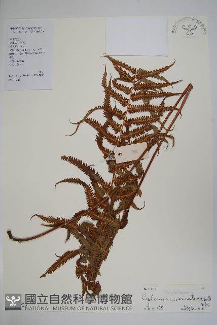 毛蕨藏品圖，第1張