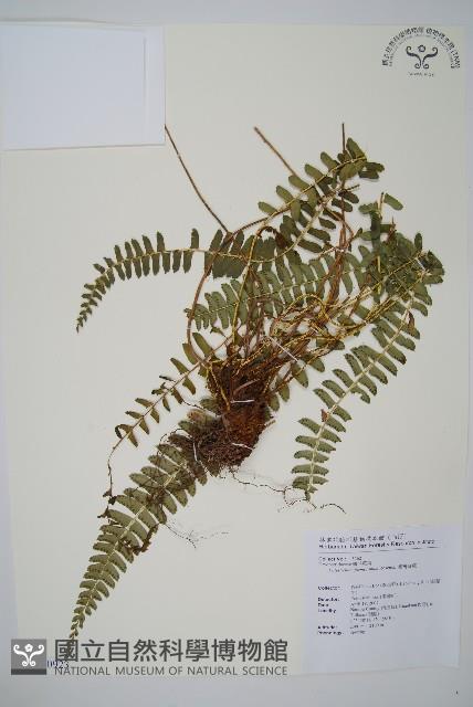 對生耳蕨藏品圖，第1張
