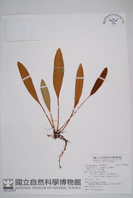 阿里山舌蕨、大葉舌蕨藏品圖，第1張