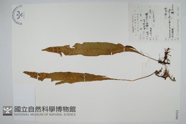 黃瓦葦藏品圖，第1張