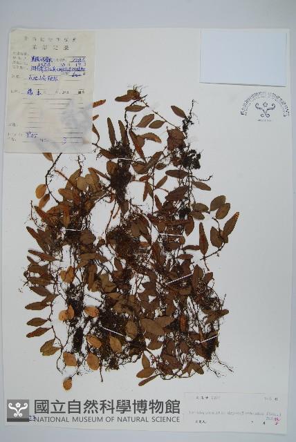 抱石蓮藏品圖，第1張