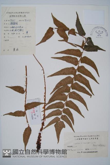 Accession Number:P003923 Collection Image, Figure 1, Total 5 Figures