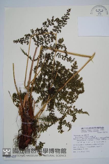 稀子蕨藏品圖，第1張