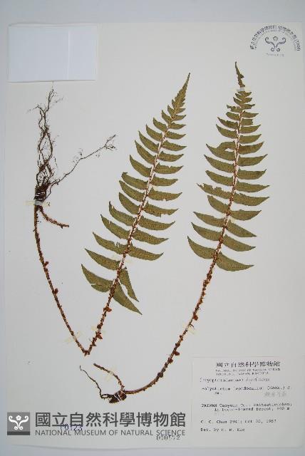 鞭葉耳蕨藏品圖，第1張