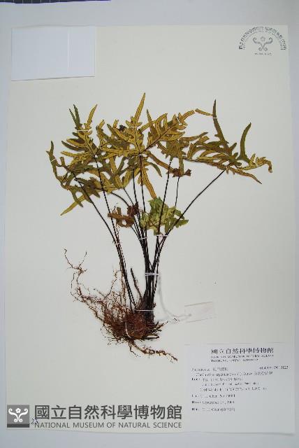 長柄粉背蕨藏品圖，第1張