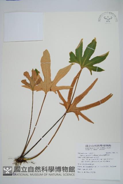 槭葉石葦藏品圖，第1張