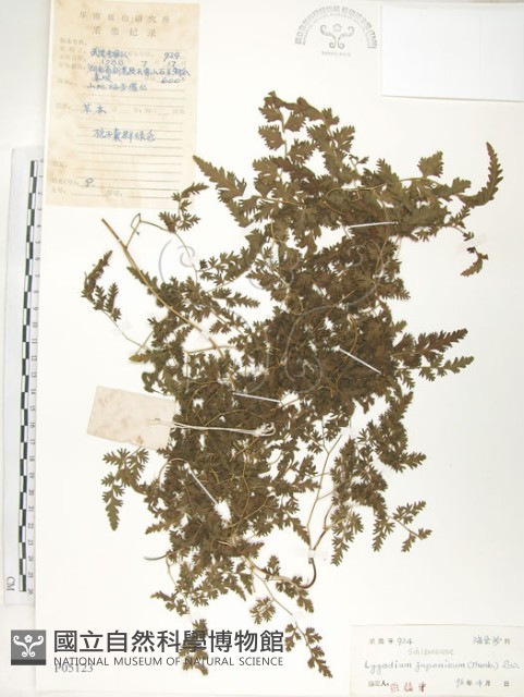 海金沙藏品圖，第1張