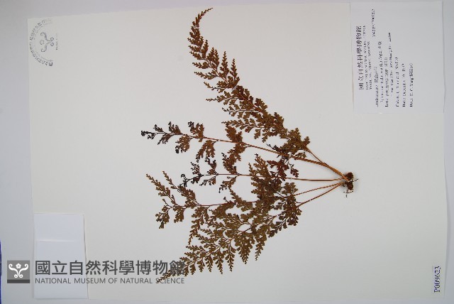 烏蕨藏品圖，第1張