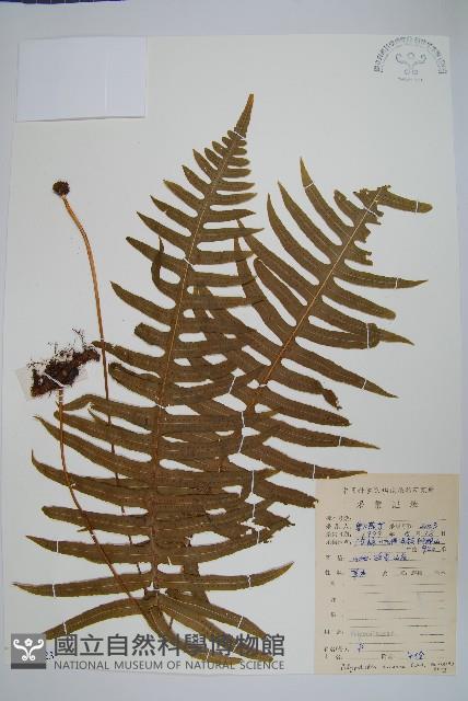 友水龍骨藏品圖，第1張