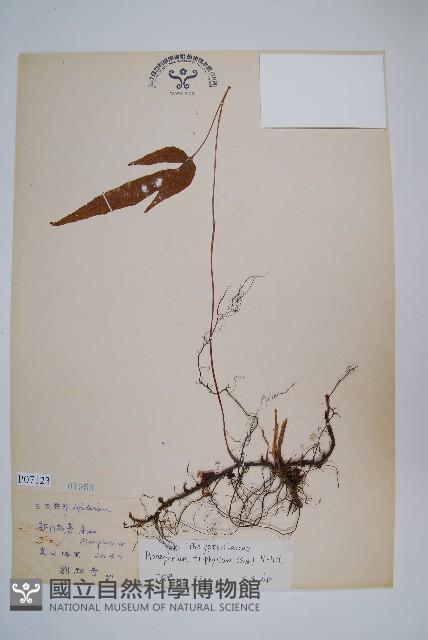 新月蕨藏品圖，第1張