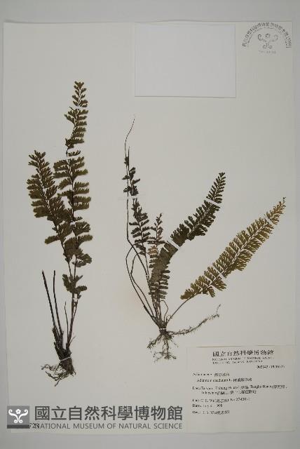 鞭葉鐵線蕨藏品圖，第1張