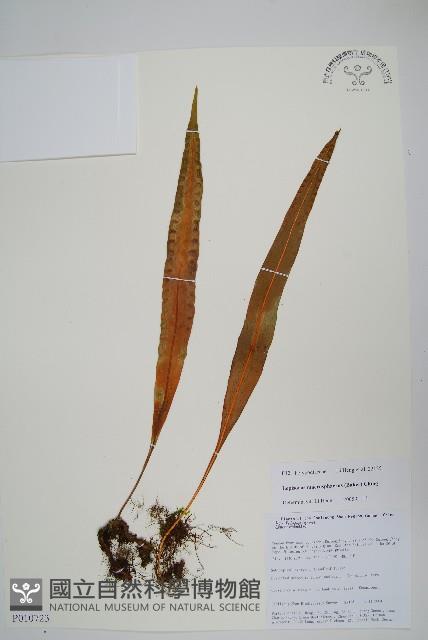 大瓦葦藏品圖，第1張