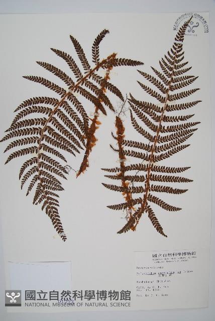 尖葉耳蕨藏品圖，第1張