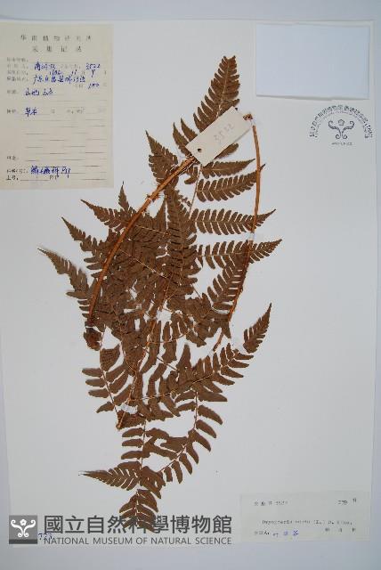 南海鱗毛蕨藏品圖，第1張