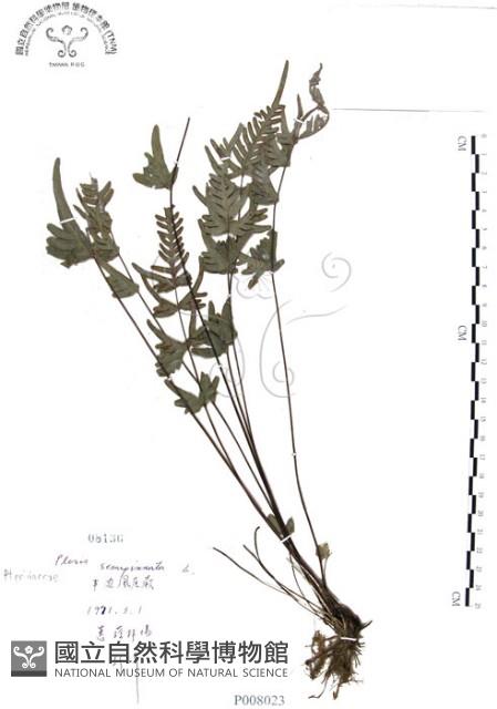 半邊羽裂鳳尾蕨藏品圖，第1張