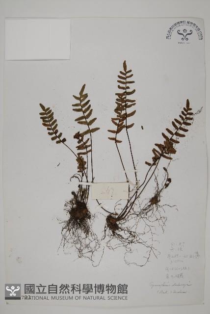 滇西金毛裸蕨藏品圖，第1張
