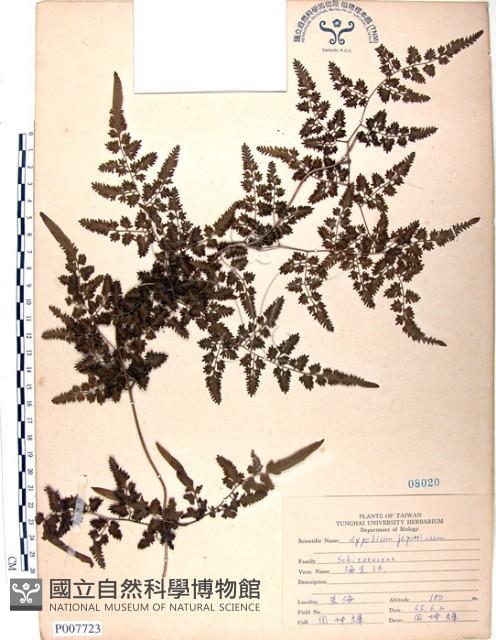 Japanese climbing fern Collection Image