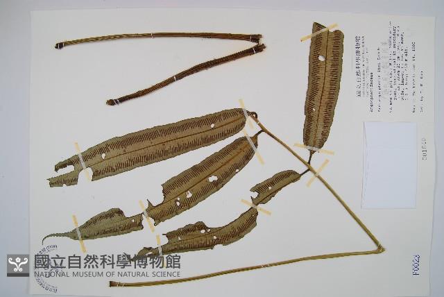 伊藤氏原始觀音座蓮藏品圖，第1張