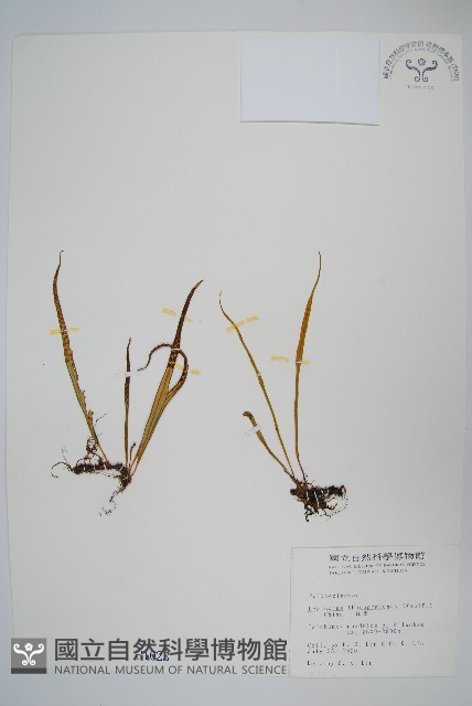瓦葦藏品圖，第1張