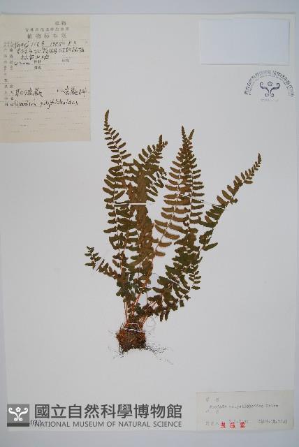 岩蕨藏品圖，第1張