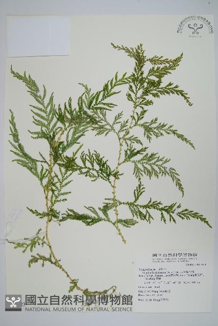 全緣卷柏藏品圖，第1張