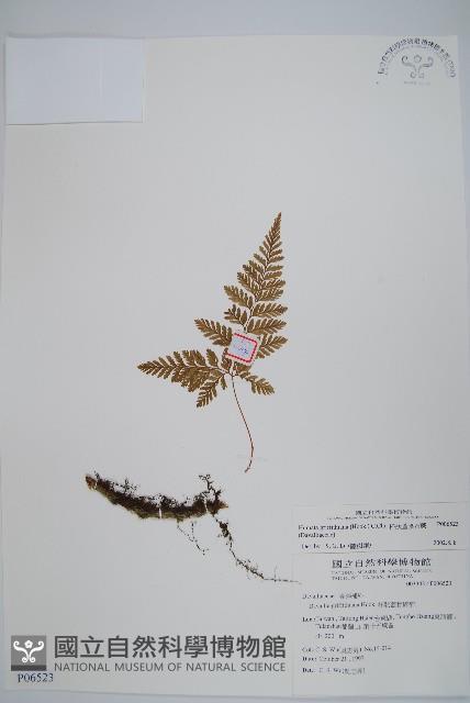 杯狀蓋陰石蕨藏品圖，第1張