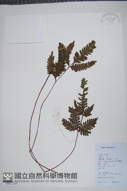 多羽鳳尾蕨藏品圖，第1張