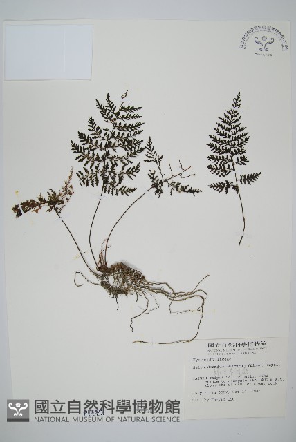 線片長筒蕨藏品圖，第1張