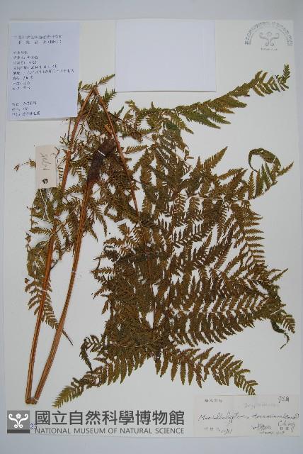普通針毛蕨藏品圖，第1張