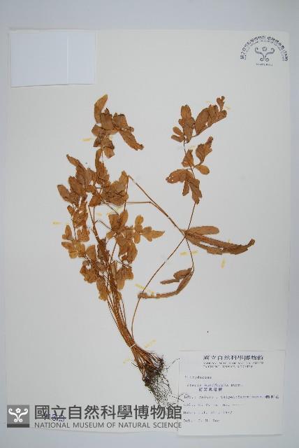 箭葉鳳尾蕨藏品圖，第1張