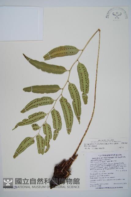 網脈耳蕨、柳葉蕨藏品圖，第1張