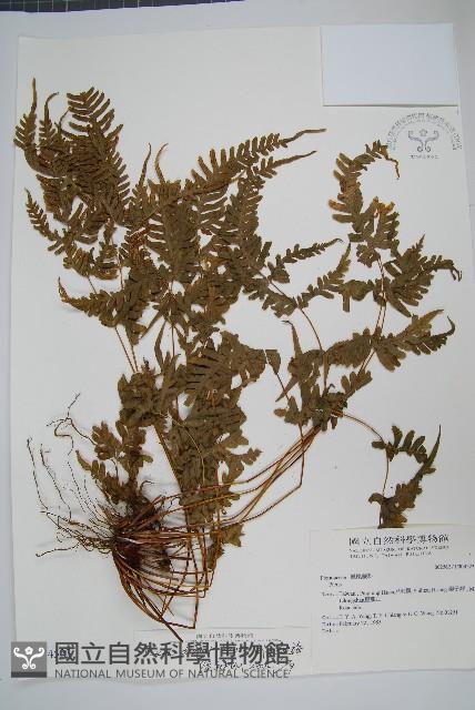 天草鳳尾蕨藏品圖，第1張