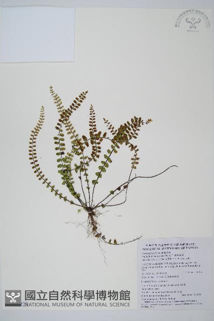 鐵角蕨藏品圖，第1張