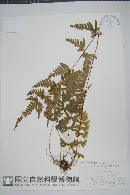 天草鳳尾蕨藏品圖，第1張